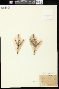 Picea mariana image