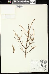 Picea mariana image