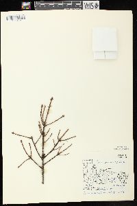 Picea mariana image