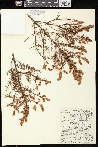 Picea mariana image