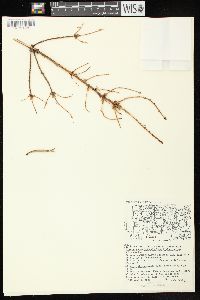 Picea mariana image