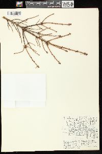 Picea mariana image