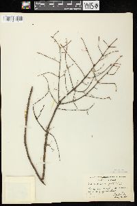 Picea mariana image