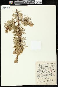 Pinus banksiana image