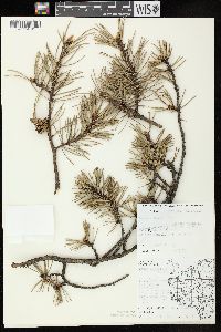 Pinus banksiana image