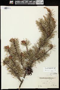 Pinus banksiana image