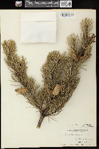 Pinus banksiana image