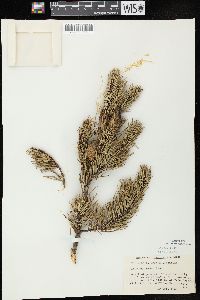 Pinus banksiana image