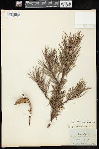 Pinus banksiana image