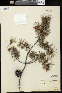 Pinus banksiana image