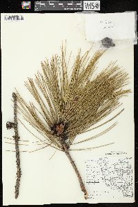 Pinus resinosa image