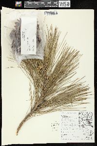 Pinus resinosa image