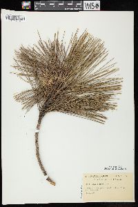 Pinus resinosa image