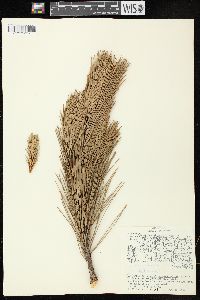 Pinus resinosa image