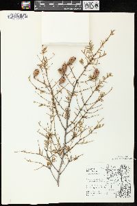 Tsuga canadensis image