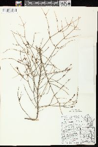 Tsuga canadensis image