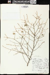 Tsuga canadensis image