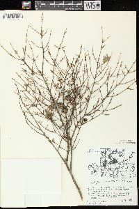 Tsuga canadensis image