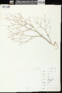 Tsuga canadensis image