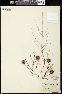 Tsuga canadensis image