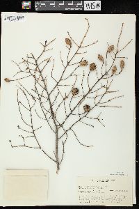 Tsuga canadensis image