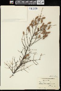 Tsuga canadensis image