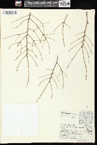 Tsuga canadensis image