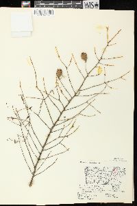 Tsuga canadensis image