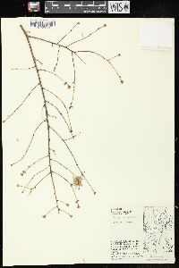 Tsuga canadensis image