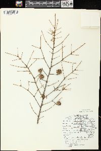 Tsuga canadensis image