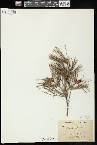 Pinus sylvestris image