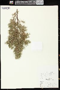 Juniperus communis var. depressa image