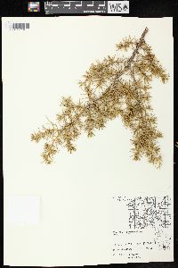 Juniperus communis var. depressa image