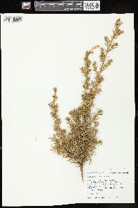 Juniperus communis var. depressa image