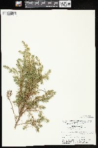 Juniperus communis var. depressa image