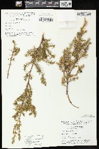 Juniperus communis var. depressa image