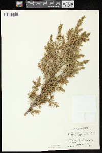 Juniperus communis var. depressa image