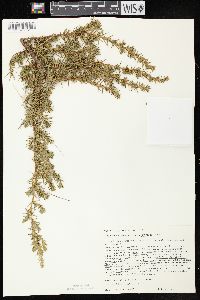 Juniperus communis var. depressa image