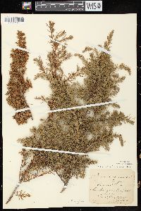 Juniperus communis var. depressa image