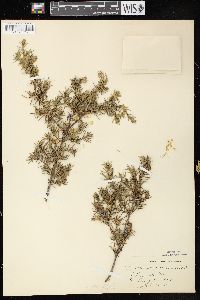 Juniperus communis var. depressa image