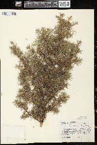 Juniperus communis var. depressa image