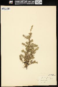 Juniperus communis var. depressa image