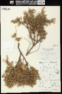 Juniperus communis var. depressa image