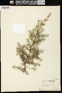 Juniperus communis var. depressa image