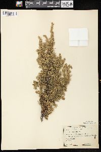 Juniperus communis var. depressa image