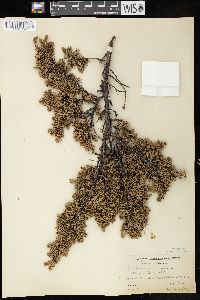 Juniperus communis var. depressa image