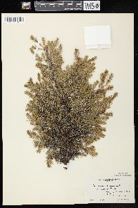 Juniperus communis var. depressa image