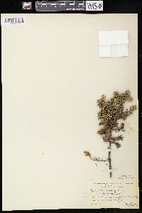 Juniperus communis var. depressa image