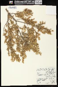 Juniperus communis var. depressa image