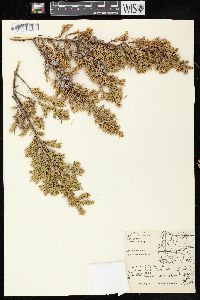 Juniperus communis var. depressa image